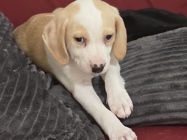 Vuoi adottare un cane a Pescara?