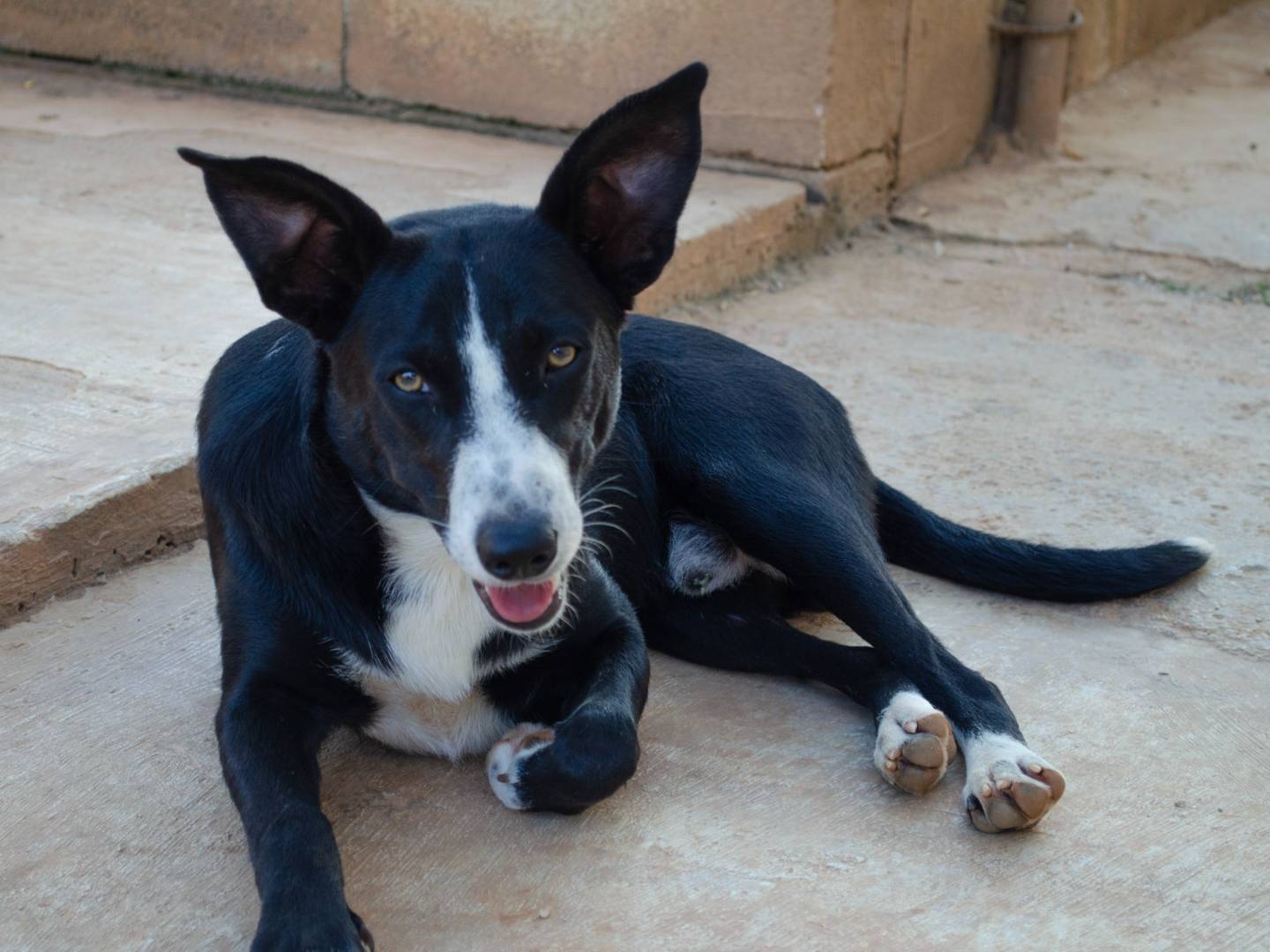 Adotta un cane, maschio, 6 mesi, Lecce