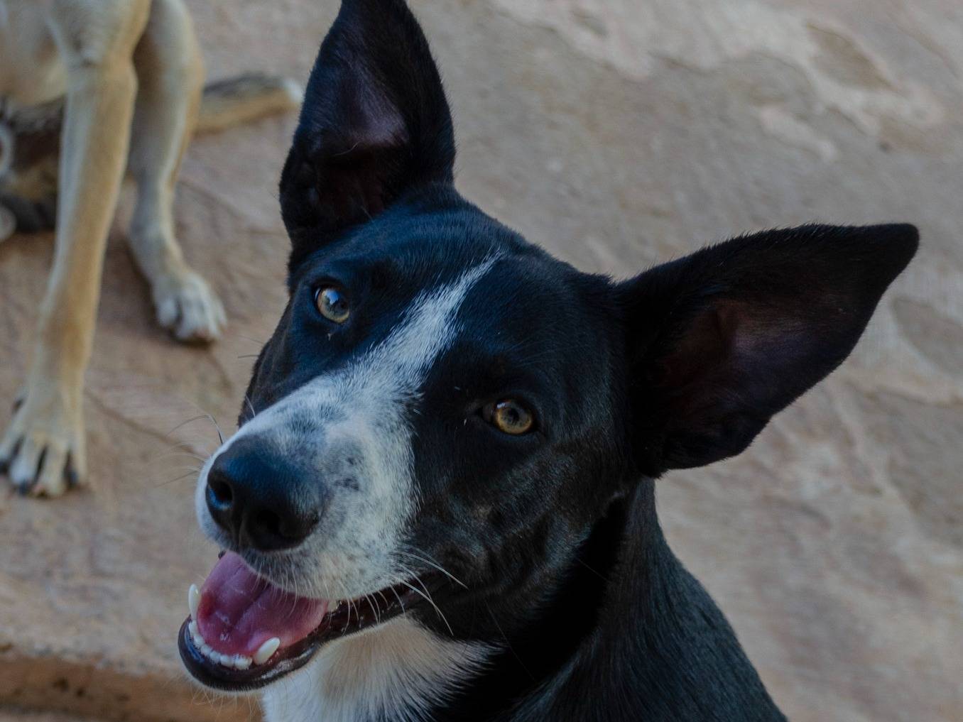 Adotta un cane, taglia media, maschio, Lecce