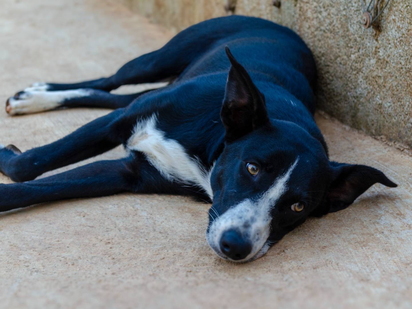 Vuoi adottare un cane a Lecce?