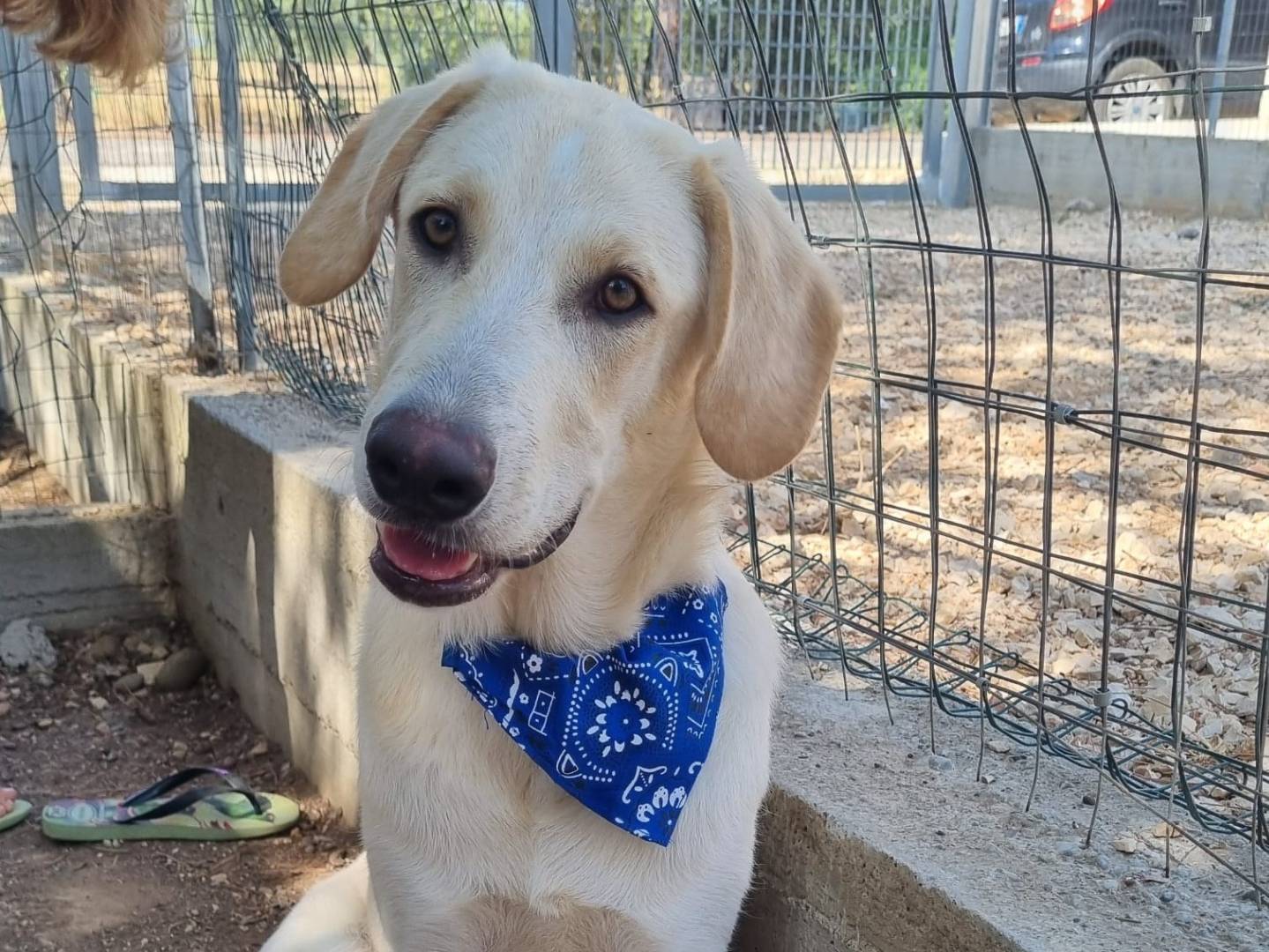 Adozione cane, maschio, Labrador Retriever Razza sconosciuta, 5 mesi, taglia gigante, Taranto