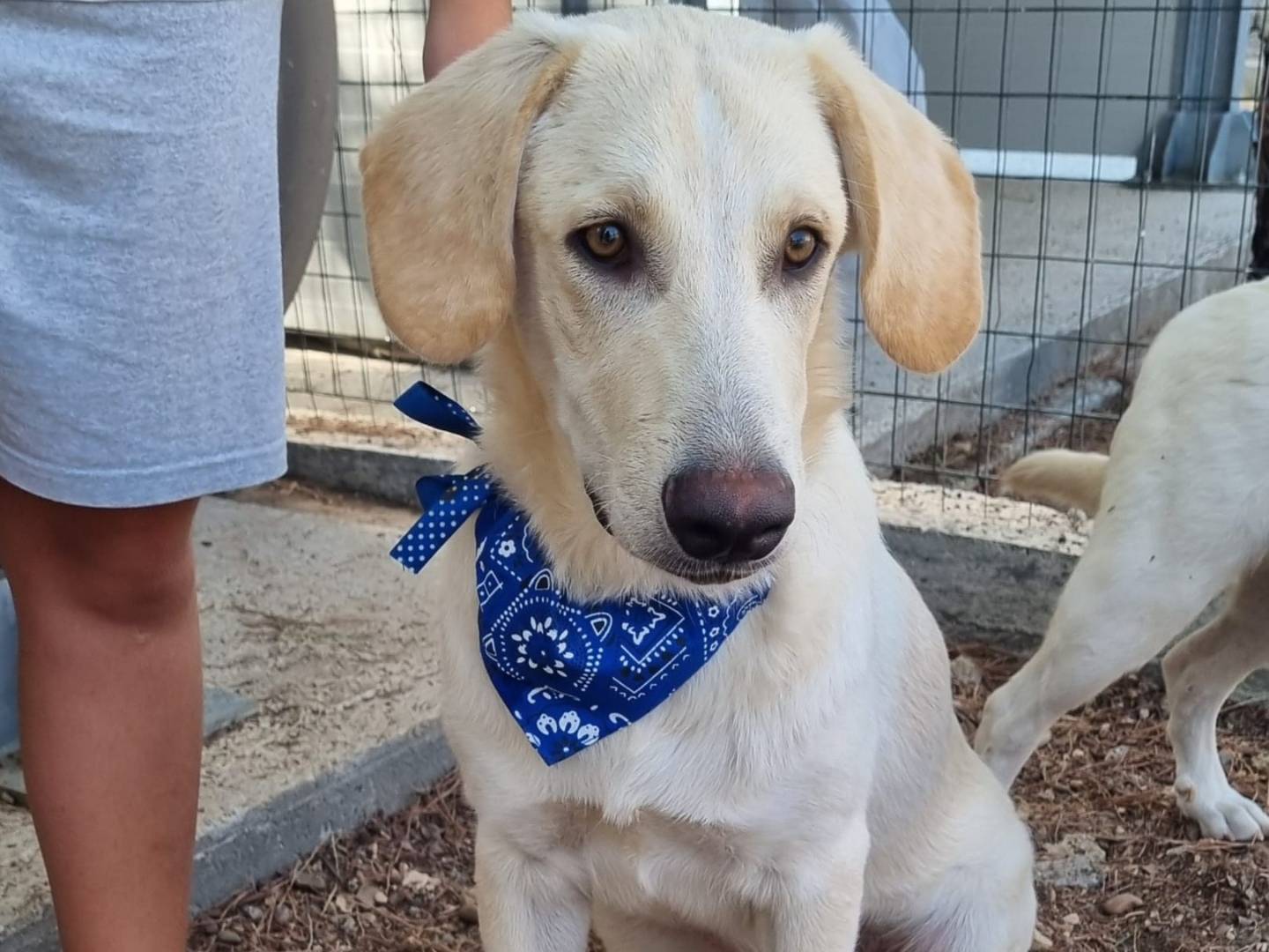 Adotta un cane, maschio, 5 mesi, Taranto