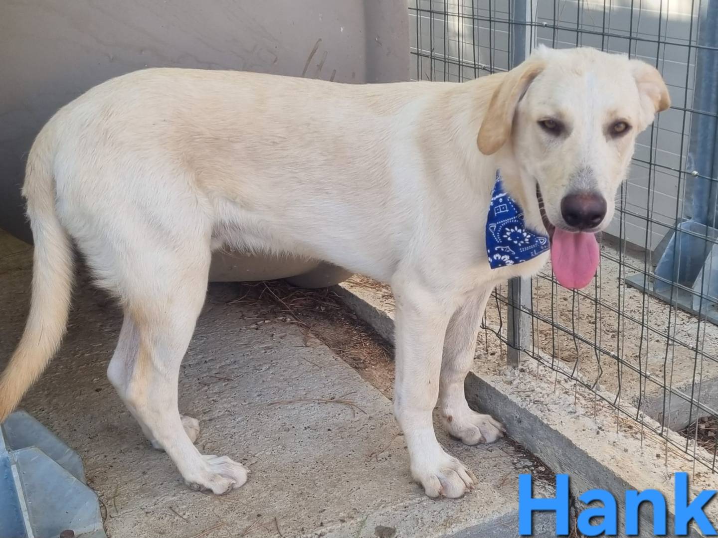 Vuoi adottare un cane a Taranto?