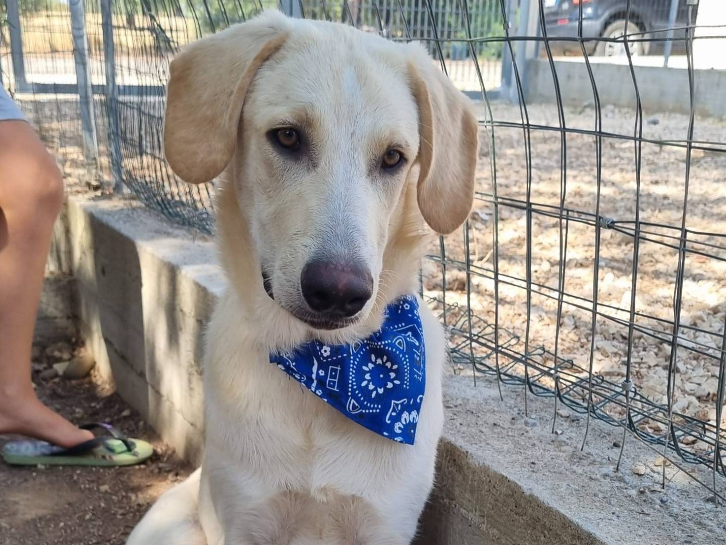Adotta il cane Hank a Taranto