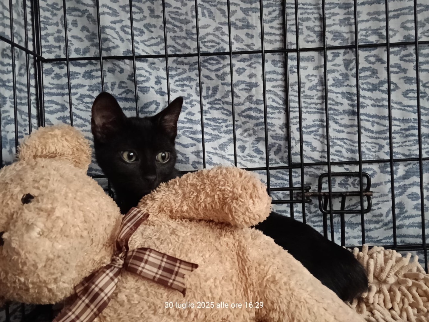 Adozione gatto, femmina, Razza sconosciuta Razza sconosciuta, 2 mesi, taglia non valida, Lecco