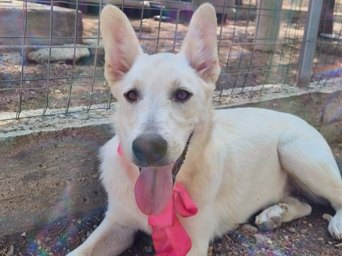 Adozione cane, femmina, Pastore svizzero Razza sconosciuta, 5 mesi, taglia grande, Taranto