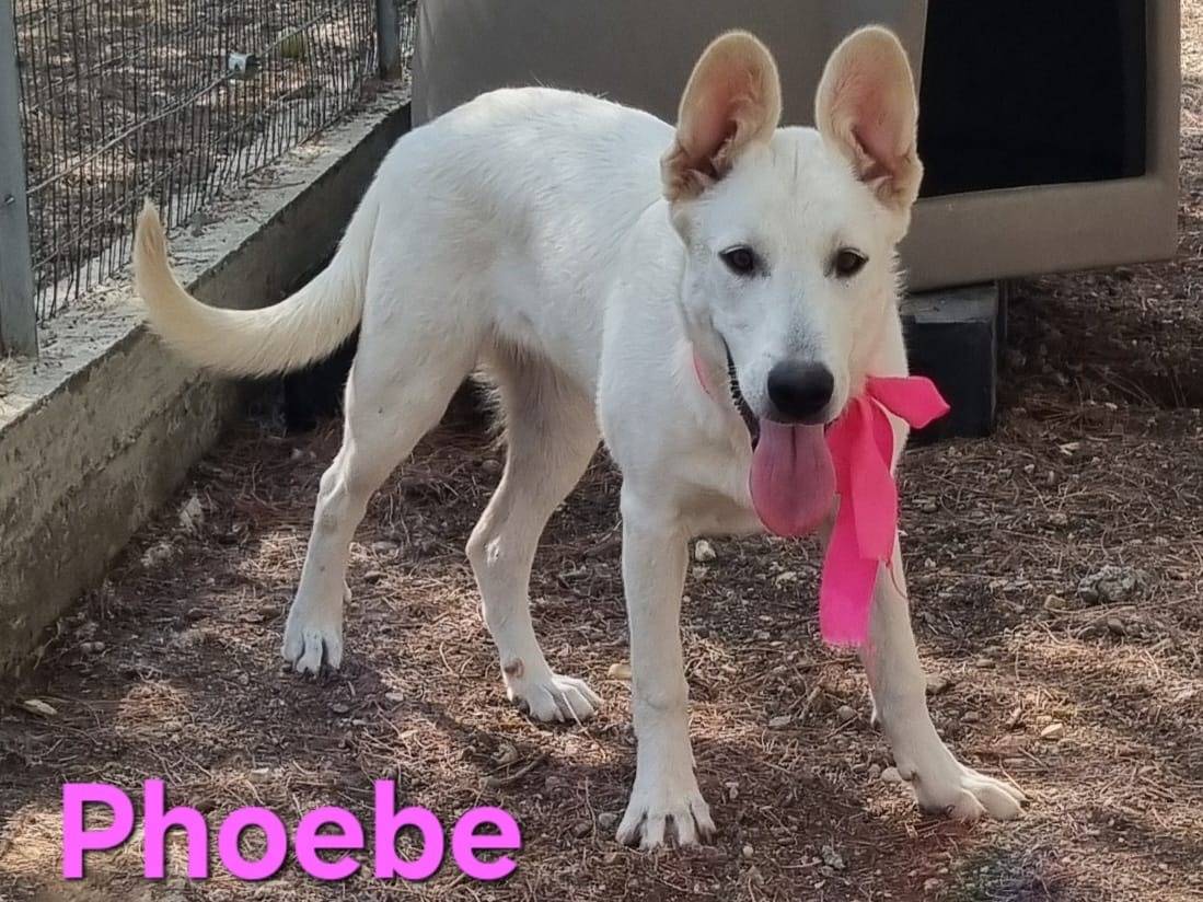 Adotta un cane, femmina, 5 mesi, Taranto