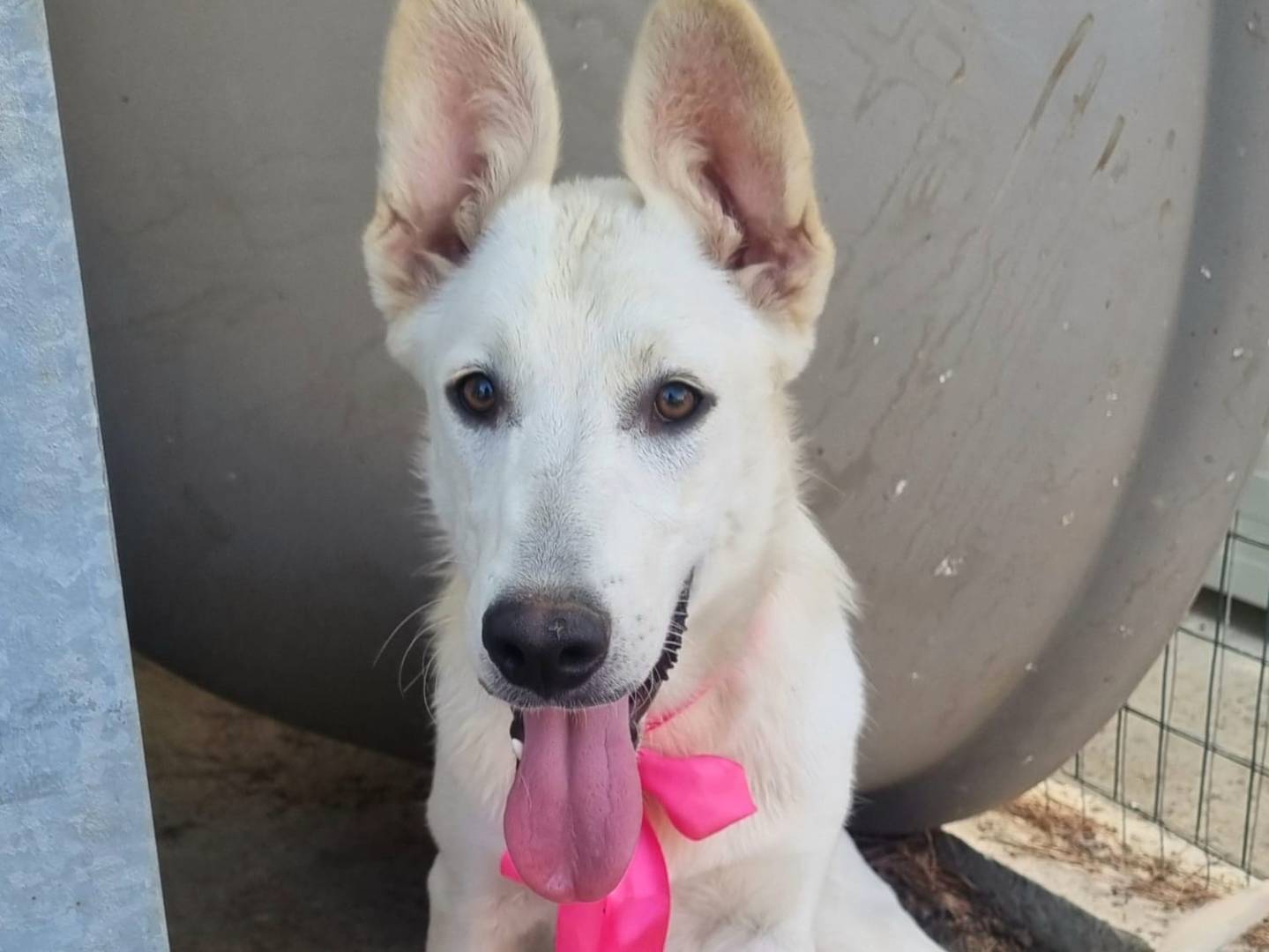Vuoi adottare un cane a Taranto?