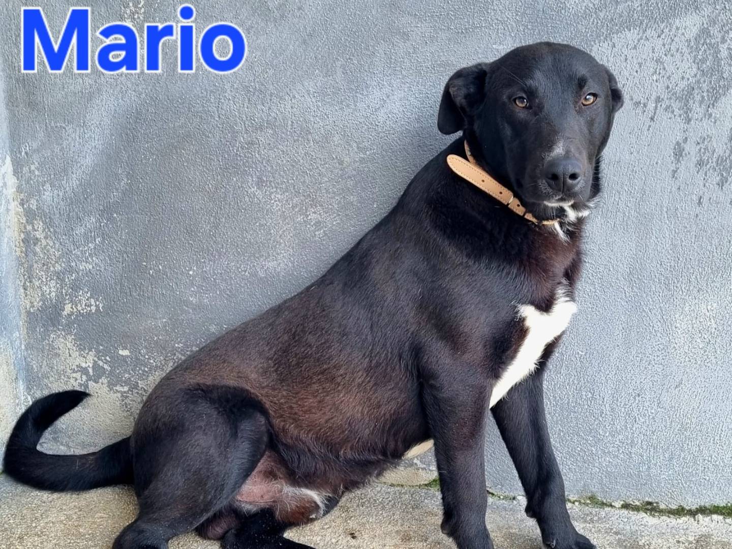 Adotta un cane, maschio, 1 anno e 2 mesi, Taranto