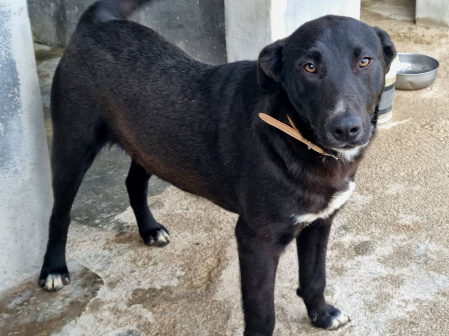 Adotta un cane, taglia grande, maschio, Taranto