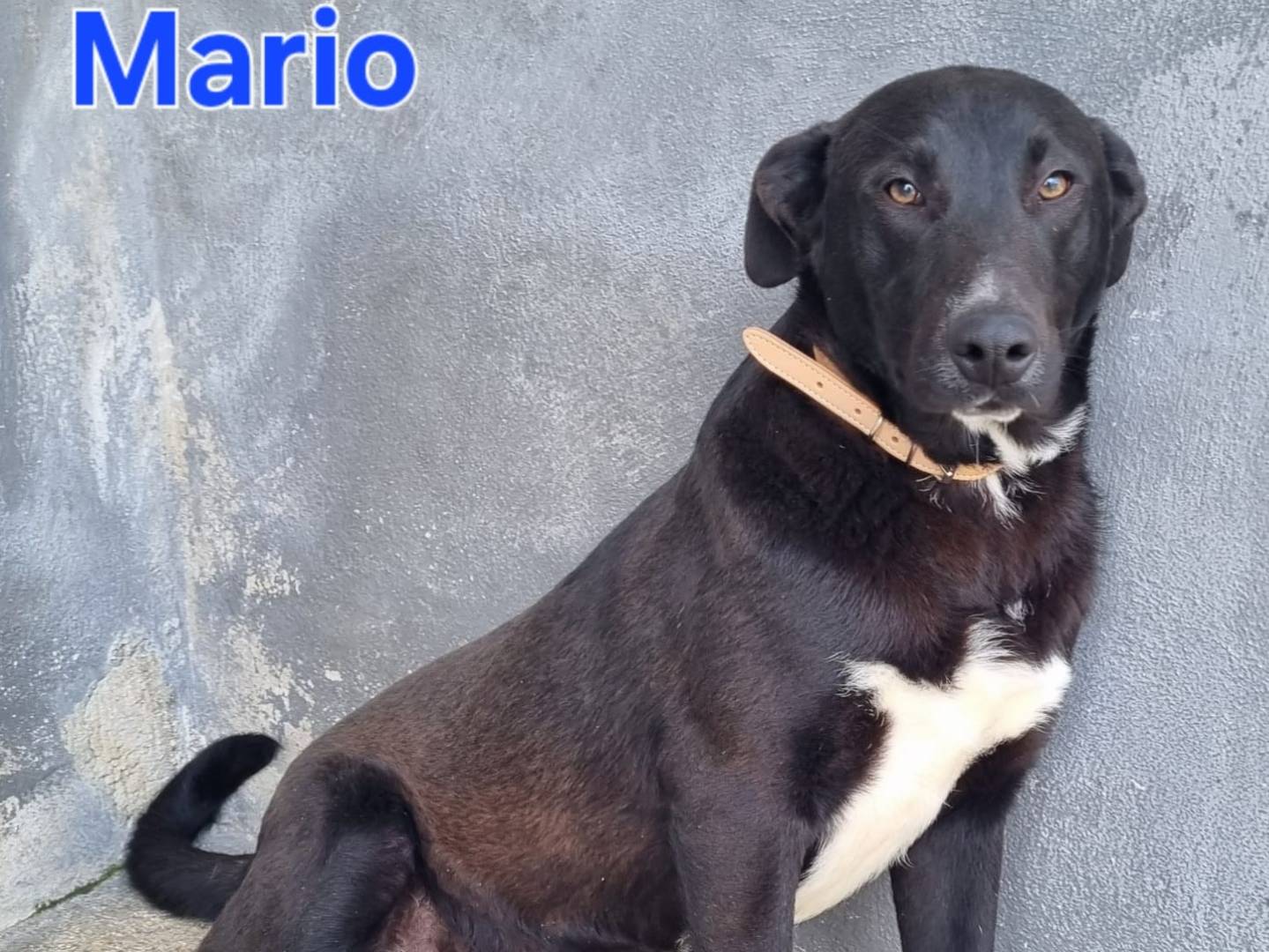 Vuoi adottare un cane a Taranto?
