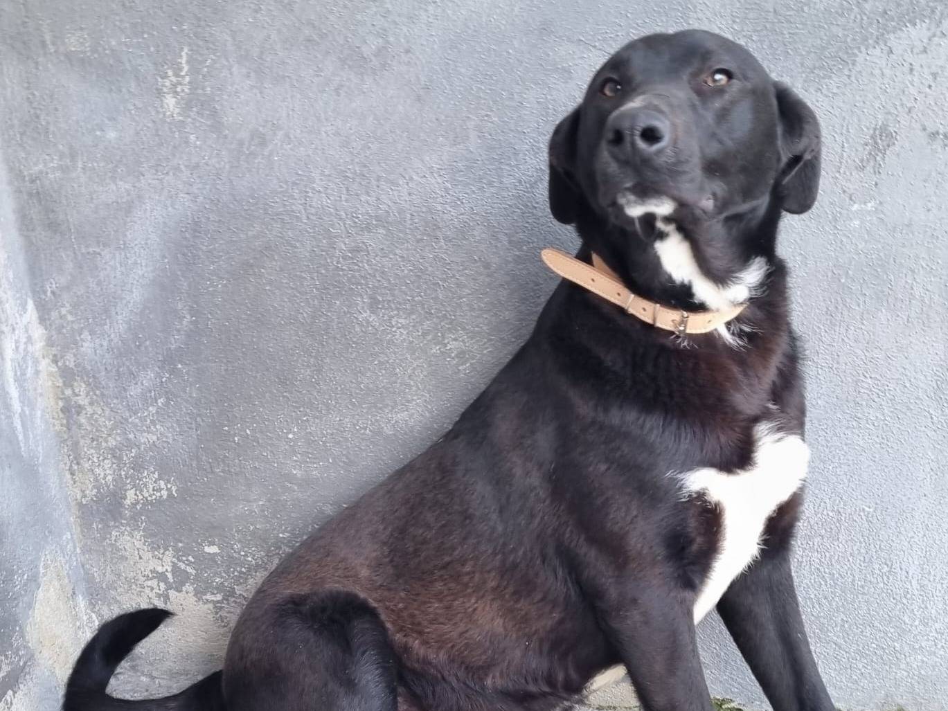 Adotta il cane Mario a Taranto