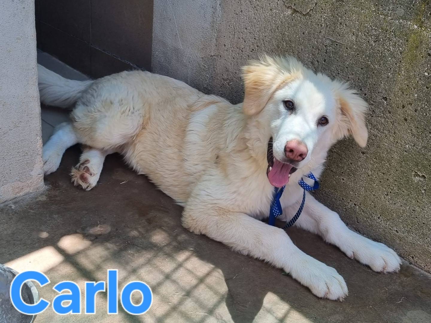 Adozione cane, maschio, Razza sconosciuta Razza sconosciuta, 7 mesi, taglia gigante, Taranto