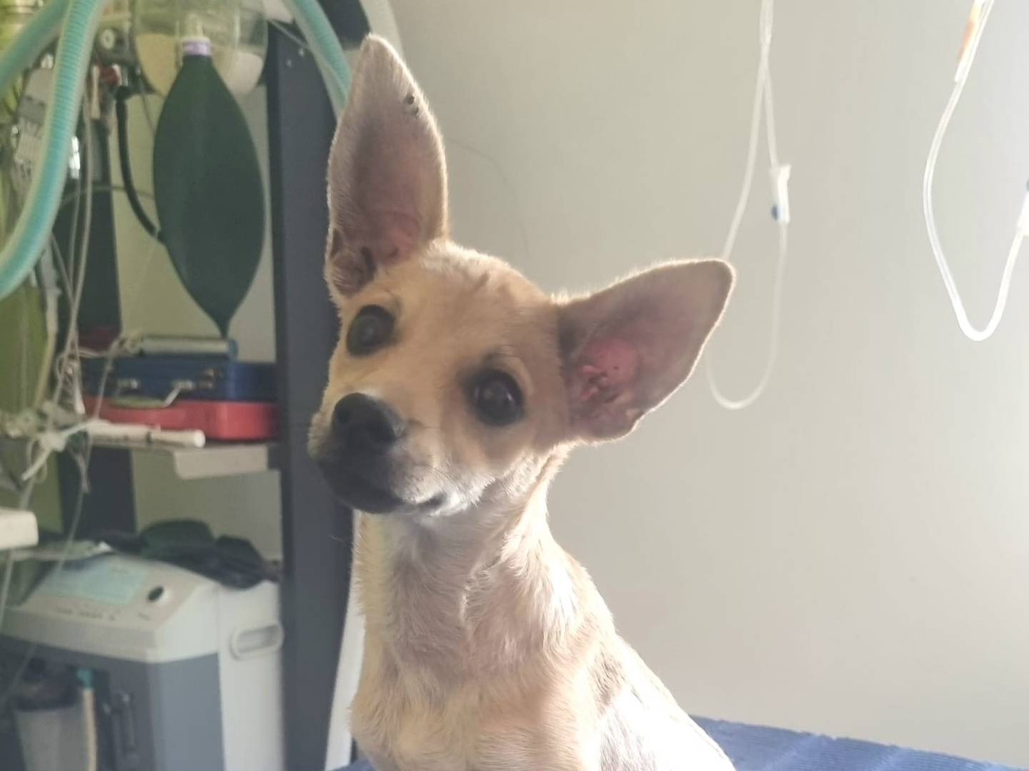 Adozione cane, femmina, Volpino di Pomerania Chihuahua, 1 mesi, taglia piccola, Taranto