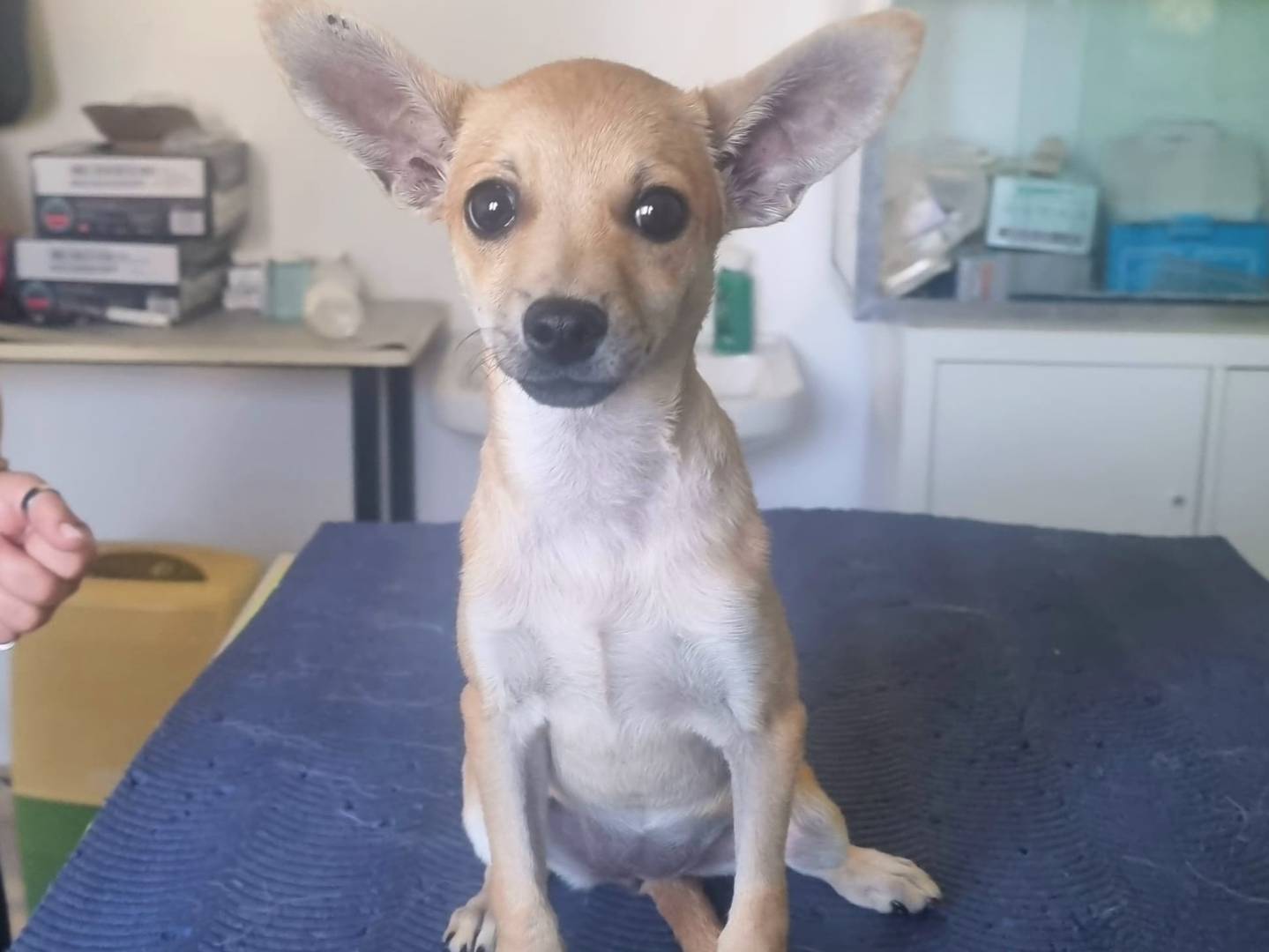 Adotta un cane, femmina, 1 mesi, Taranto