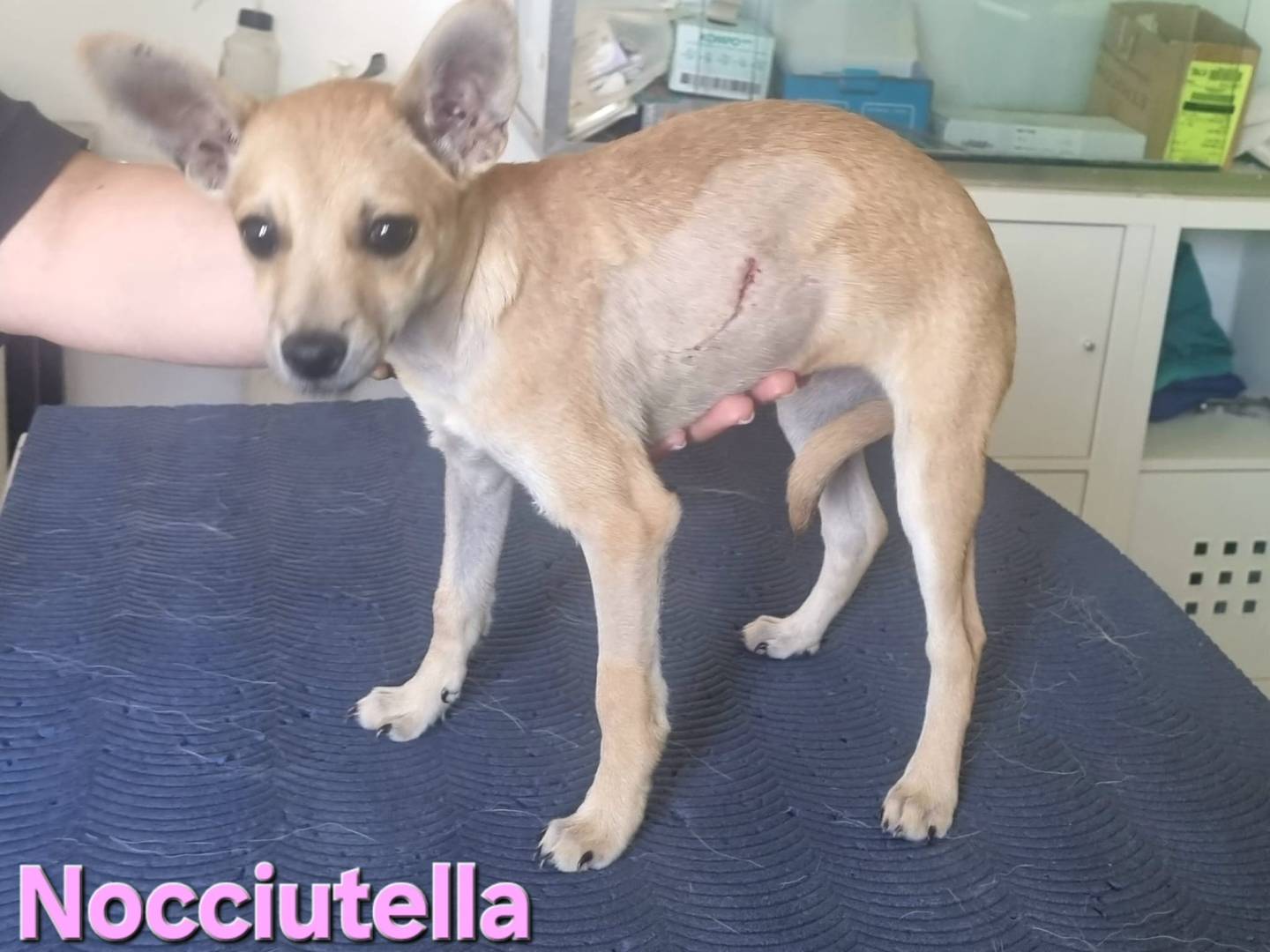 Adotta un cane, taglia piccola, femmina, Taranto