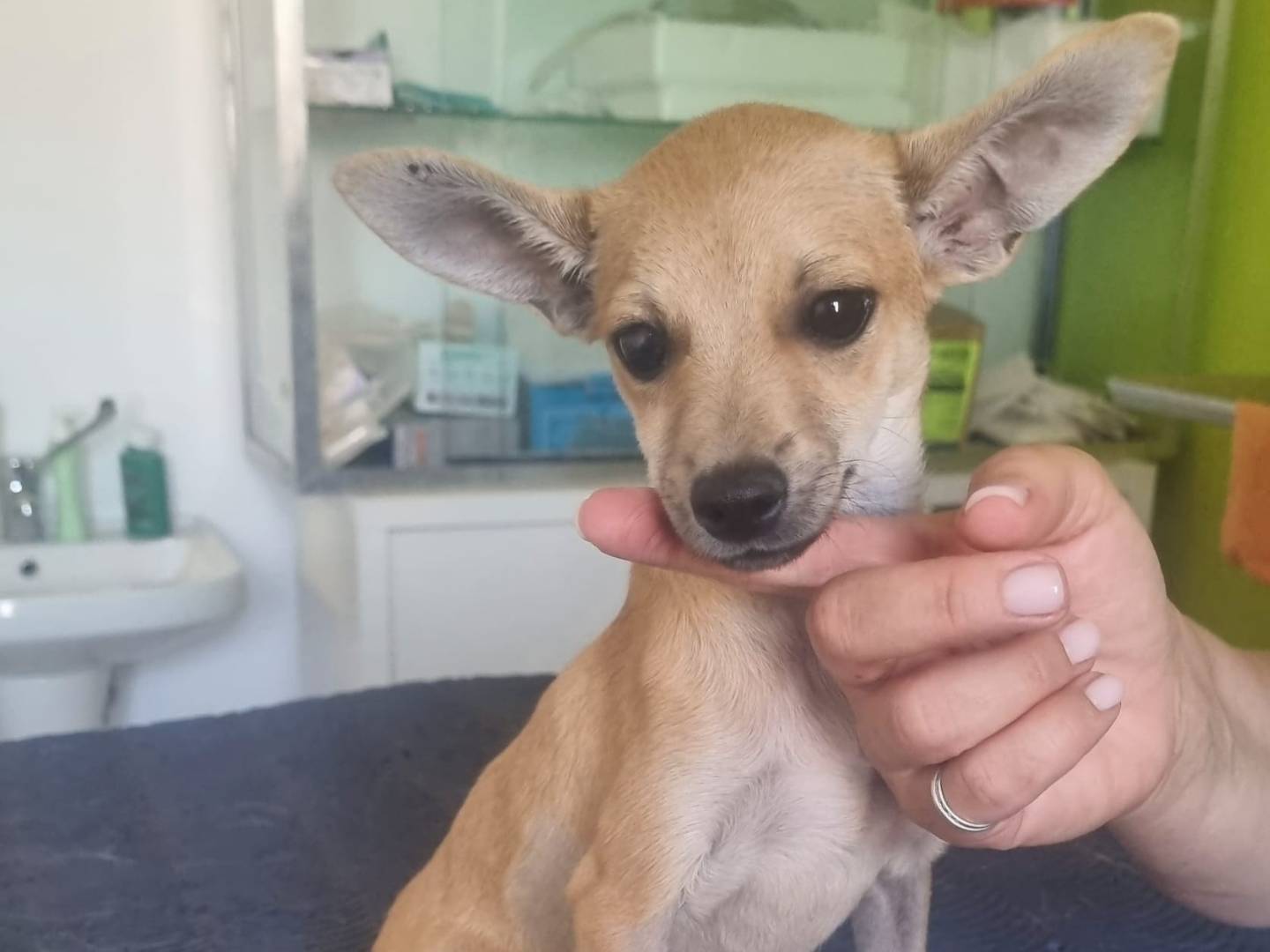 Vuoi adottare un cane a Taranto?