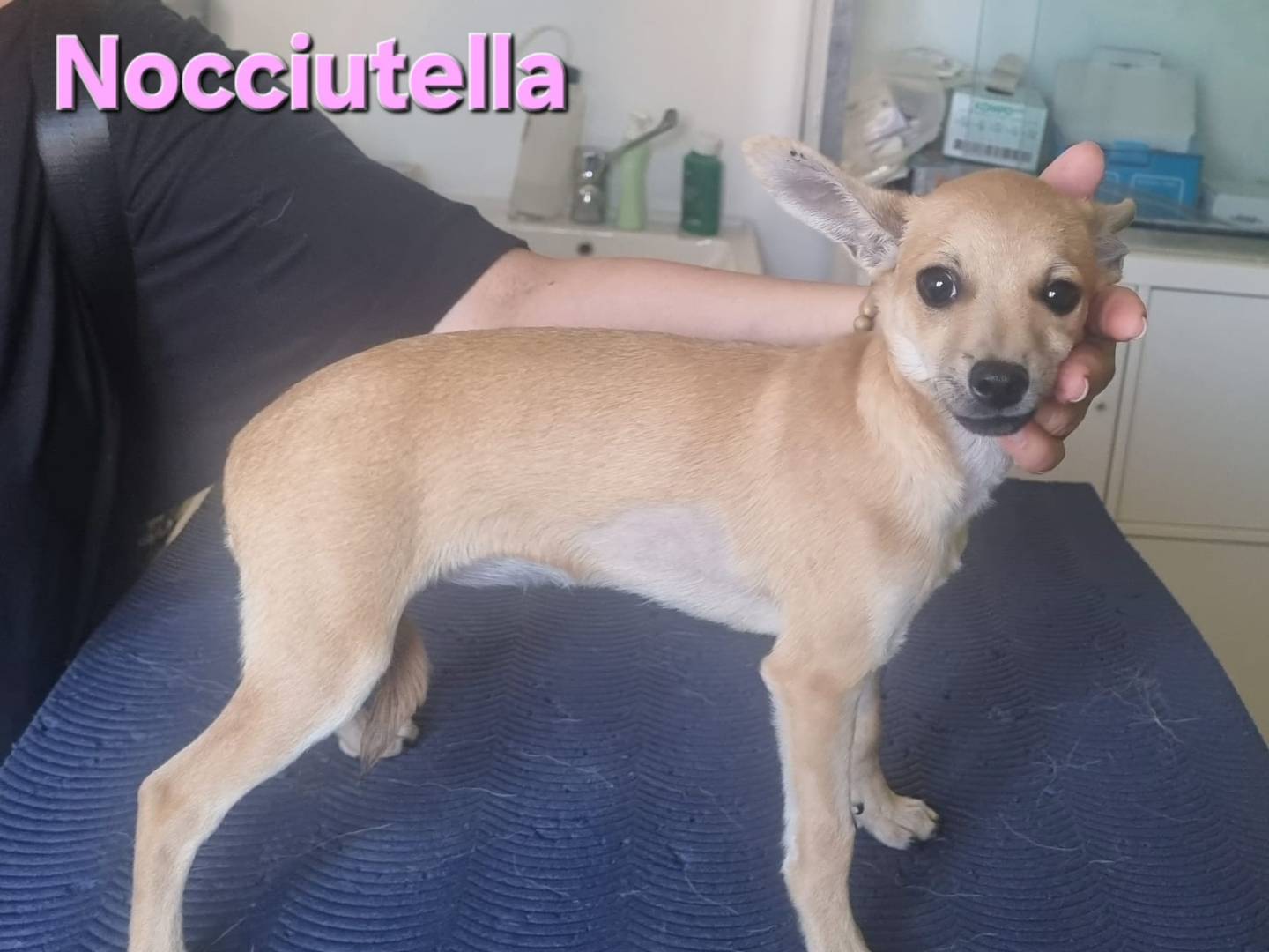 Adotta il cane Nocciutella a Taranto