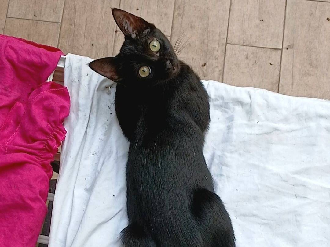 Adozione gatto, femmina, Razza sconosciuta Razza sconosciuta, 4 mesi, taglia non valida, Napoli
