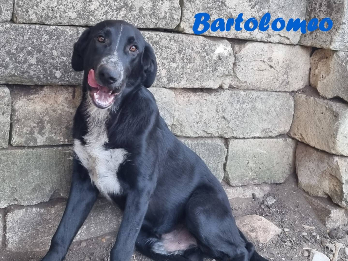 Adozione cane, maschio, Razza sconosciuta Razza sconosciuta, 8 mesi, taglia grande, Taranto