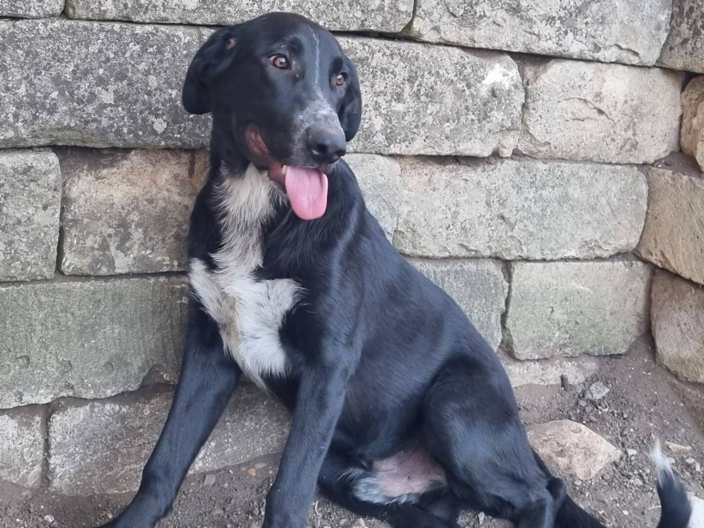 Adotta un cane, maschio, 8 mesi, Taranto