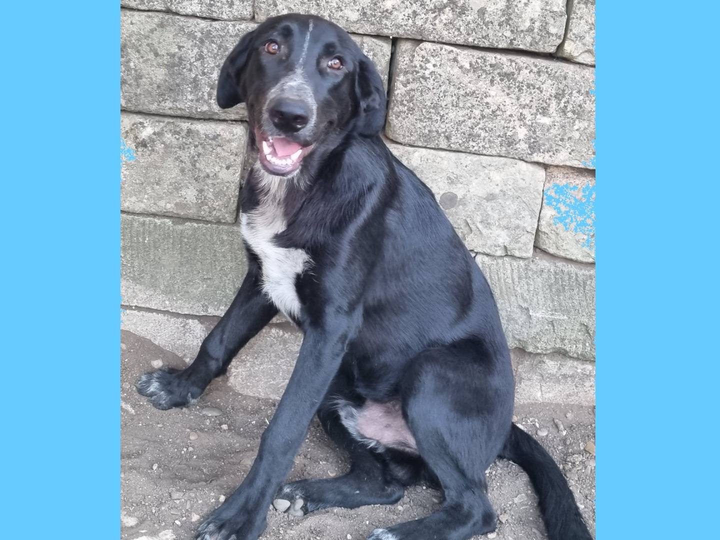 Vuoi adottare un cane a Taranto?