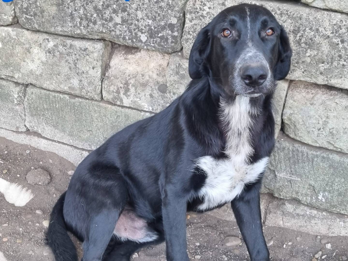 Adotta il cane Bartolomeo a Taranto