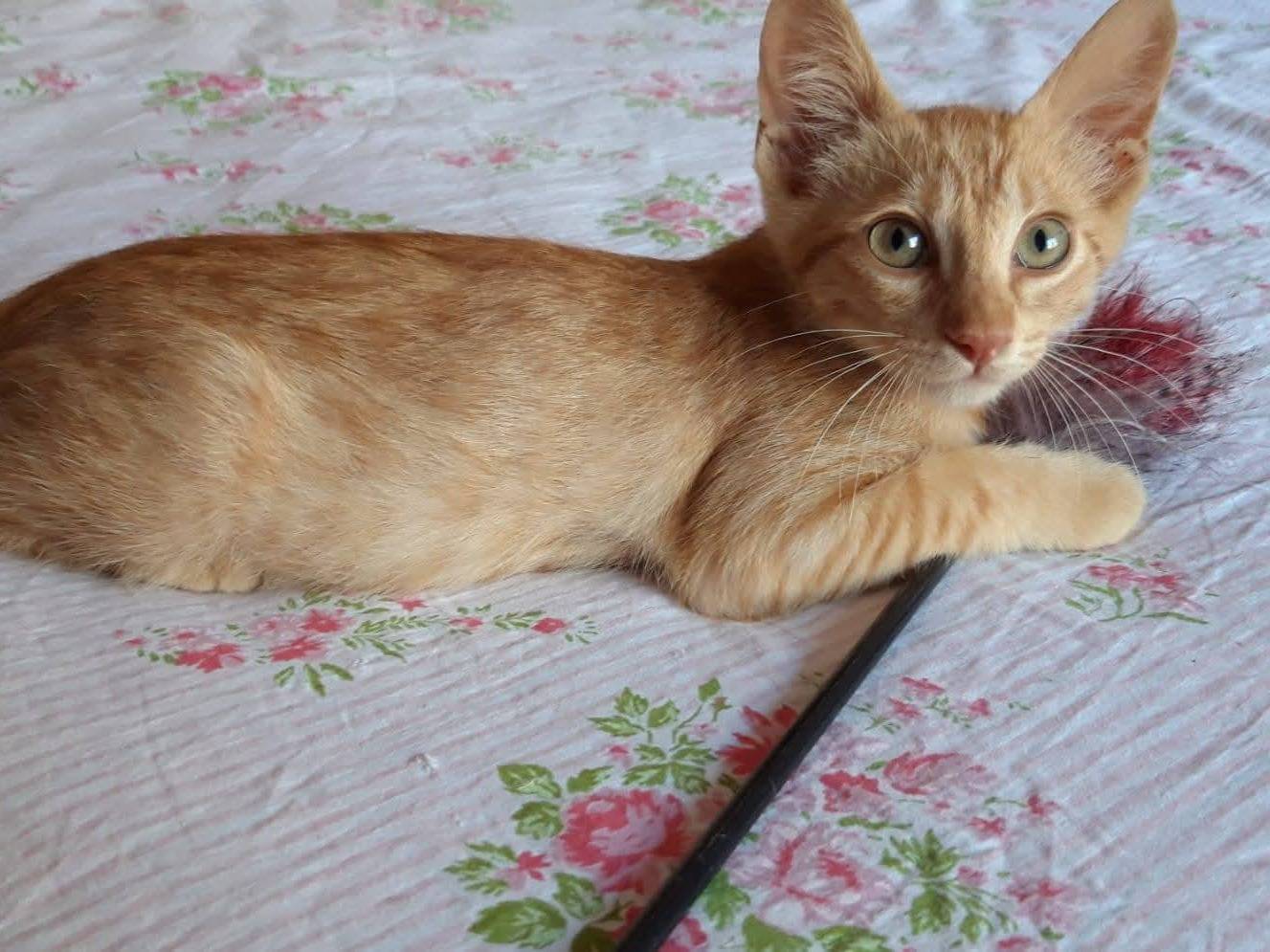 Adozione gatto, maschio, Razza sconosciuta Razza sconosciuta, 2 mesi, taglia non valida, Napoli
