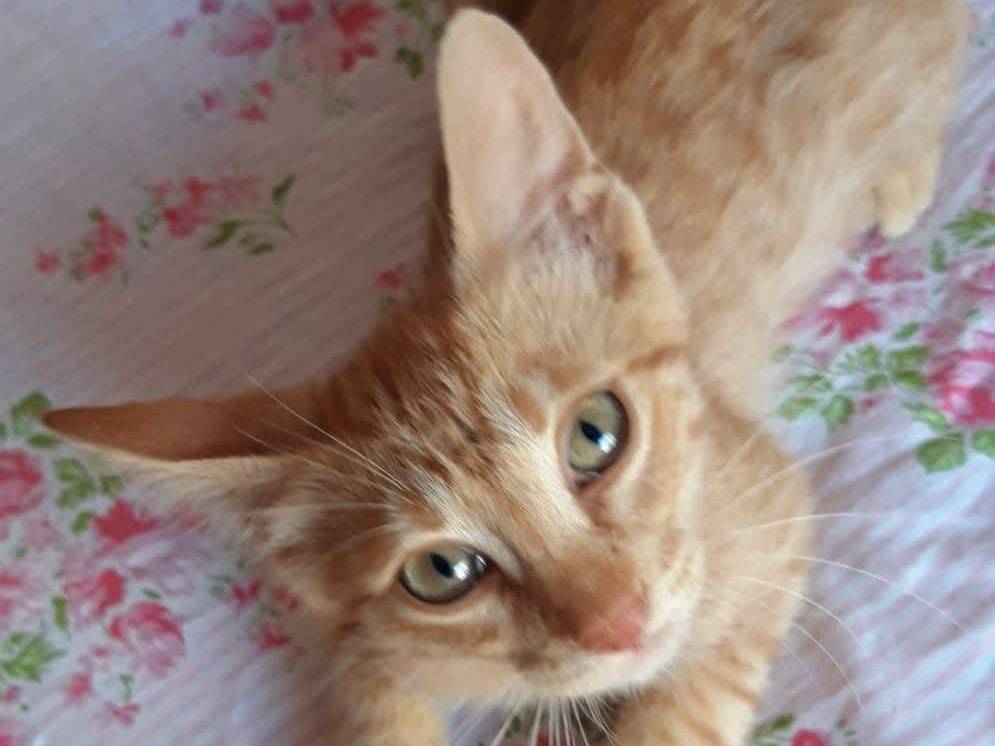 Adotta un gatto, maschio, 2 mesi, Napoli