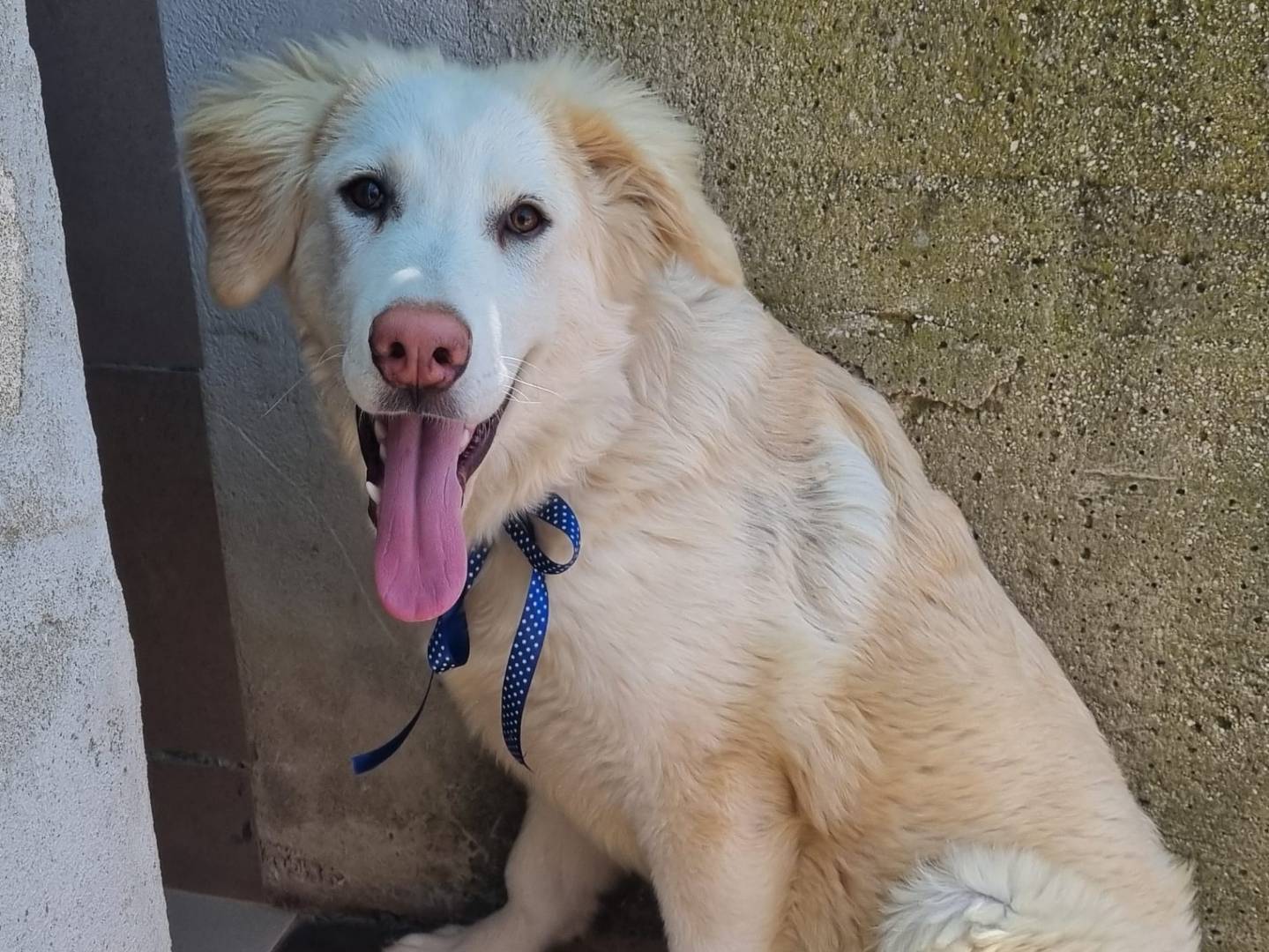 Adotta un cane, maschio, 7 mesi, Taranto