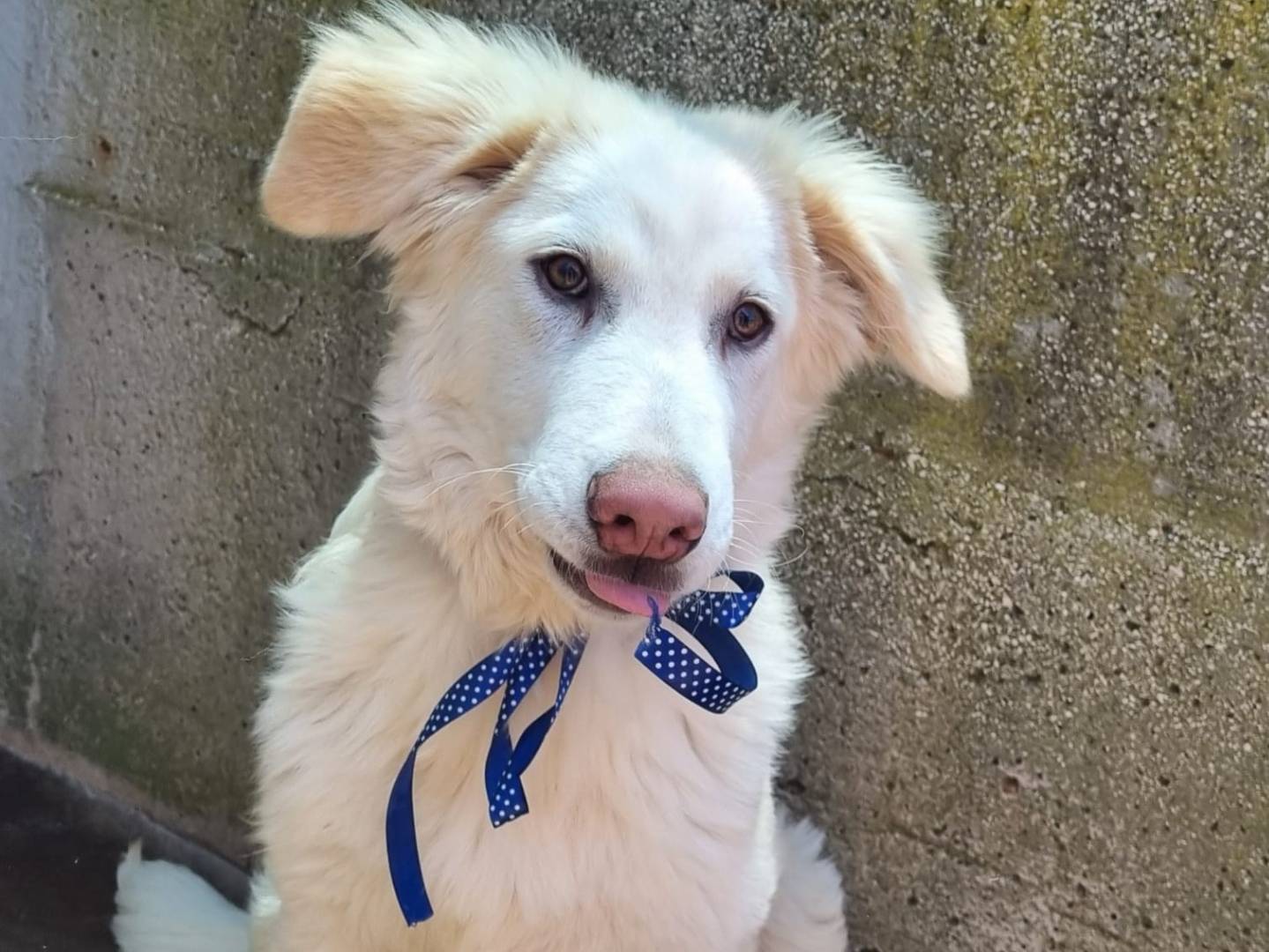 Adotta un cane, taglia gigante, maschio, Taranto