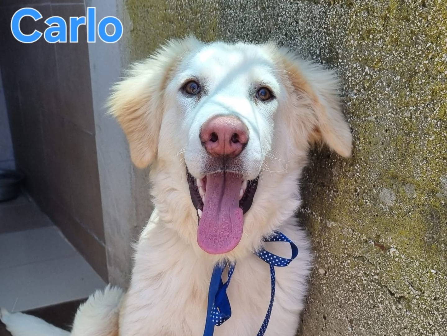 Vuoi adottare un cane a Taranto?