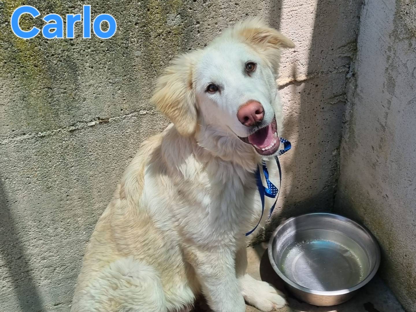 Adotta il cane Carlo a Taranto