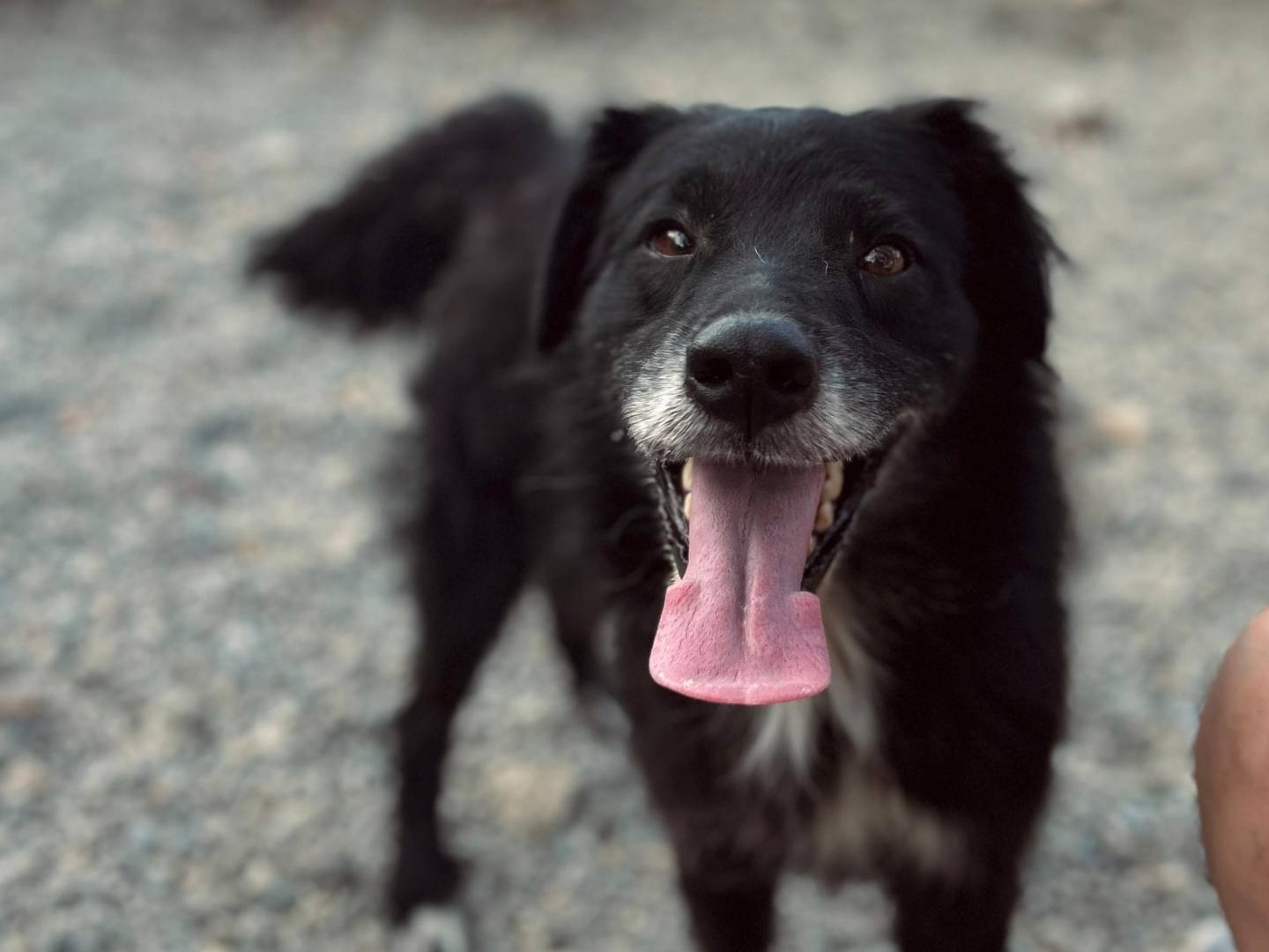 Adozione cane, maschio, Razza sconosciuta Razza sconosciuta, 4 anni e 6 mesi, taglia media, Crotone