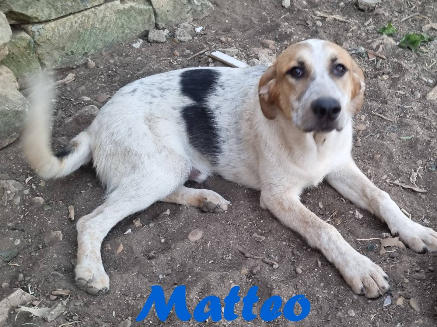 Adozione cane, maschio, Razza sconosciuta Razza sconosciuta, 8 mesi, taglia grande, Taranto