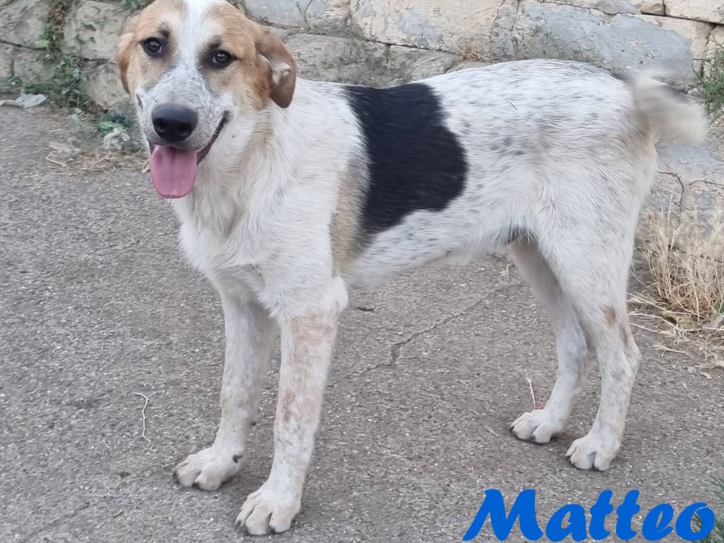 Adotta un cane, maschio, 8 mesi, Taranto