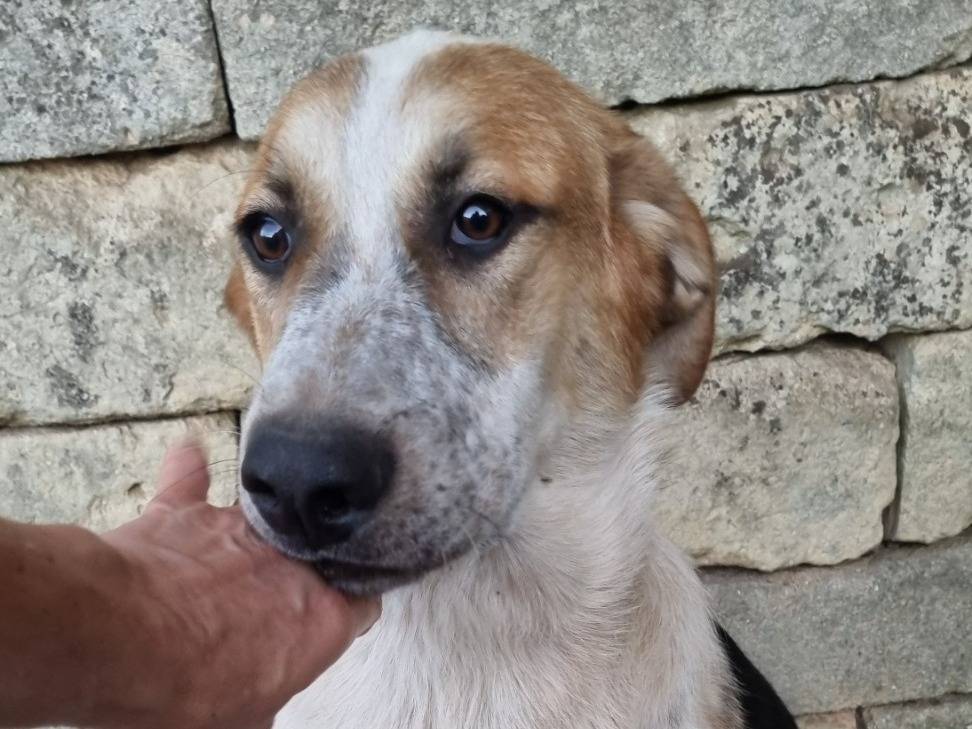 Adotta un cane, taglia grande, maschio, Taranto