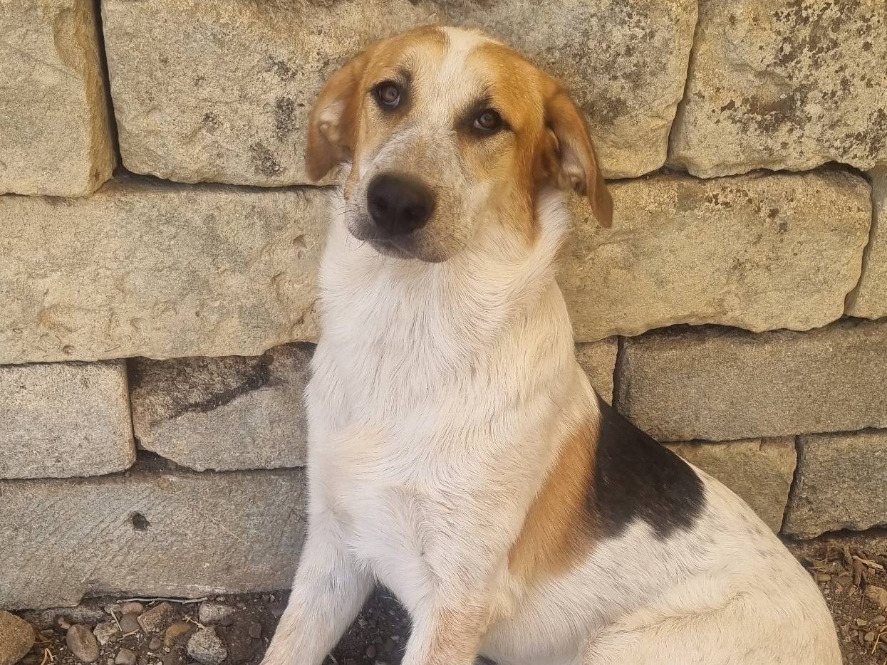 Vuoi adottare un cane a Taranto?