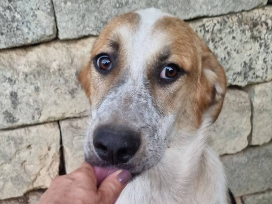 Adotta il cane Matteo a Taranto