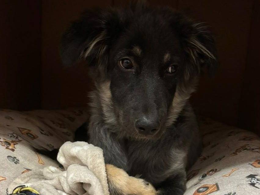 Adozione cane, maschio, Razza sconosciuta Razza sconosciuta, 5 mesi, taglia media, Crotone