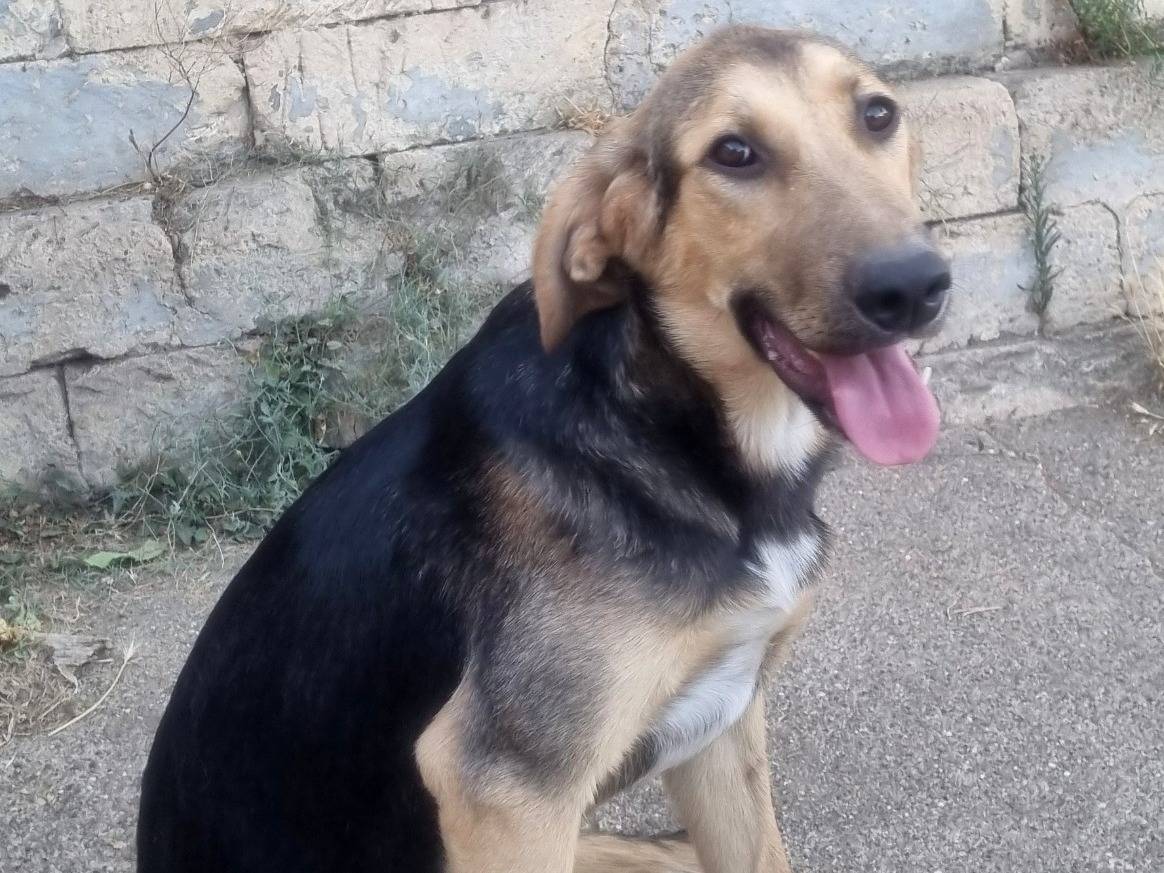 Adotta un cane, maschio, 8 mesi, Taranto