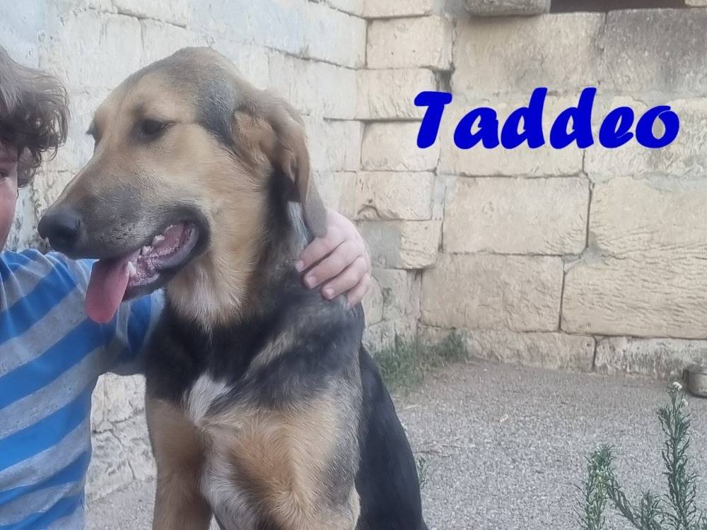Adotta il cane Taddeo a Taranto