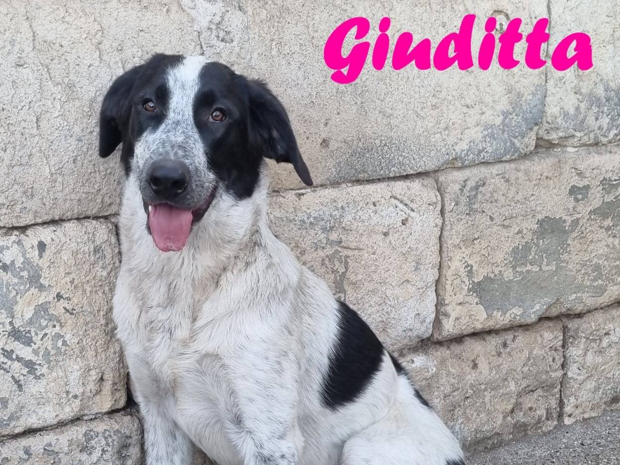 Adozione cane, femmina, Razza sconosciuta Razza sconosciuta, 8 mesi, taglia grande, Taranto