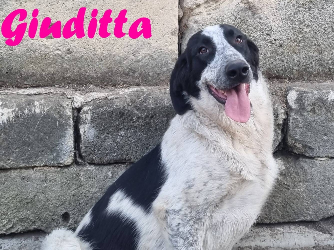 Adotta un cane, femmina, 8 mesi, Taranto