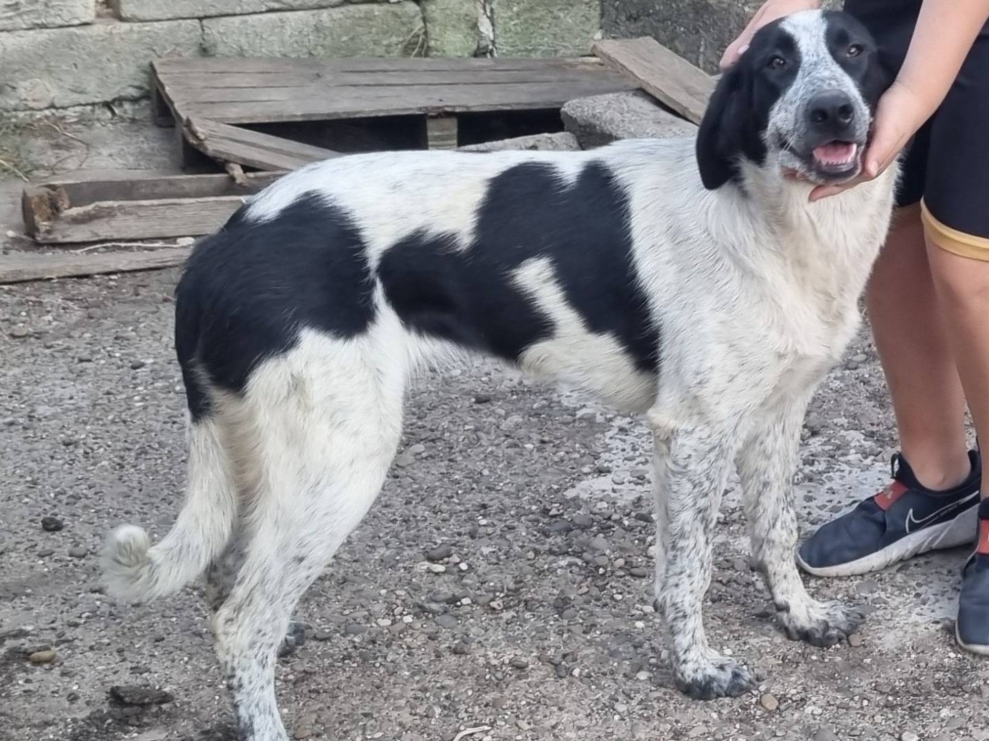 Adotta un cane, taglia grande, femmina, Taranto