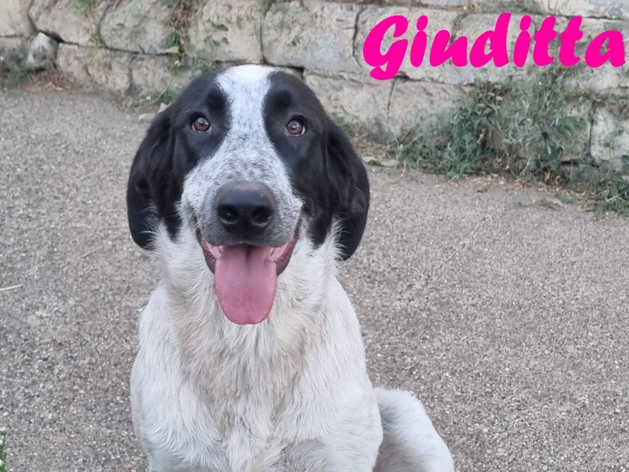 Vuoi adottare un cane a Taranto?