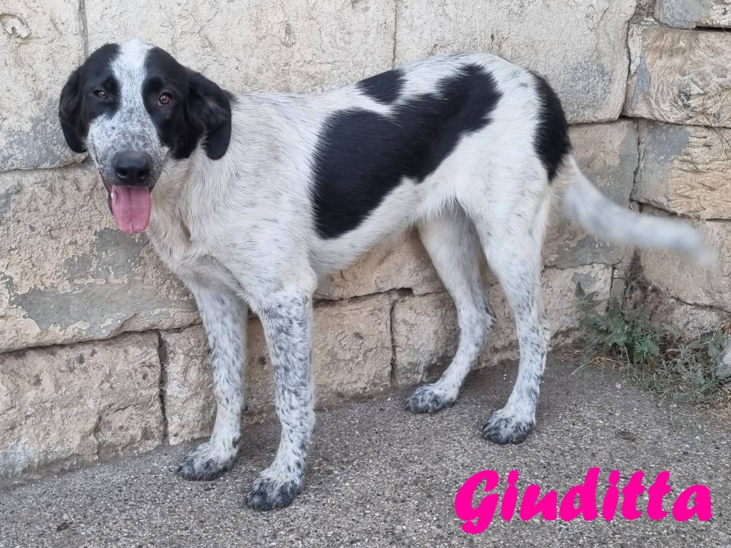 Adotta il cane Giuditta a Taranto