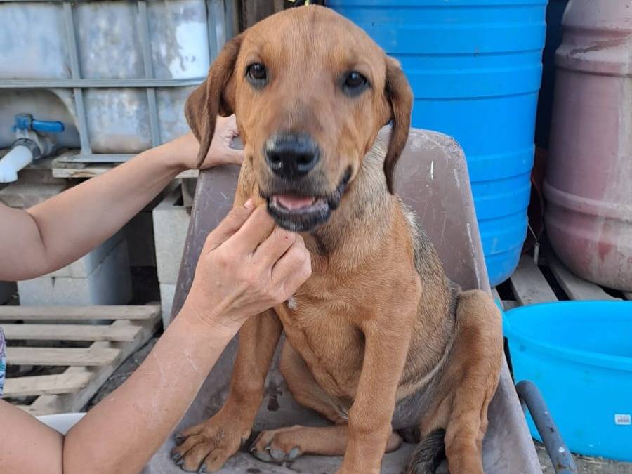 Adozione cane, femmina, Labrador Retriever Segugio, 3 mesi, taglia media, Foggia