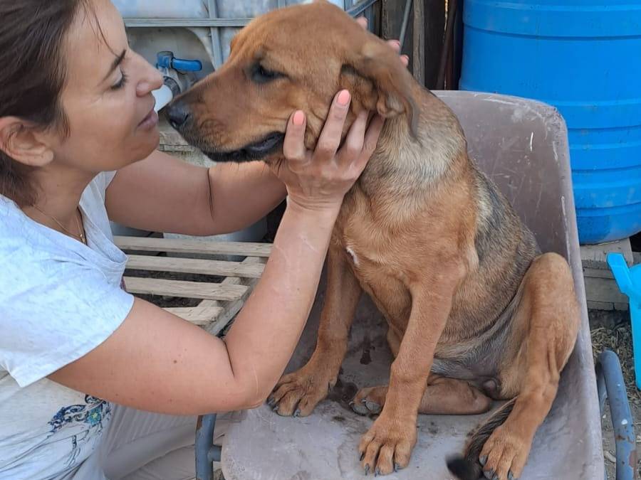 Adotta un cane, femmina, 3 mesi, Foggia