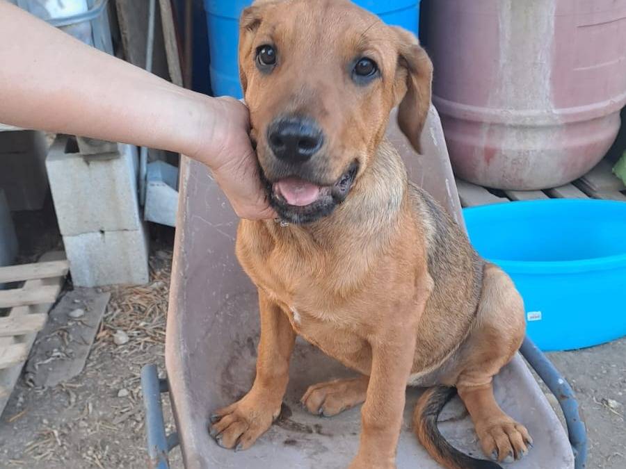 Adotta un cane, taglia media, femmina, Foggia
